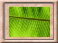Palmblatt